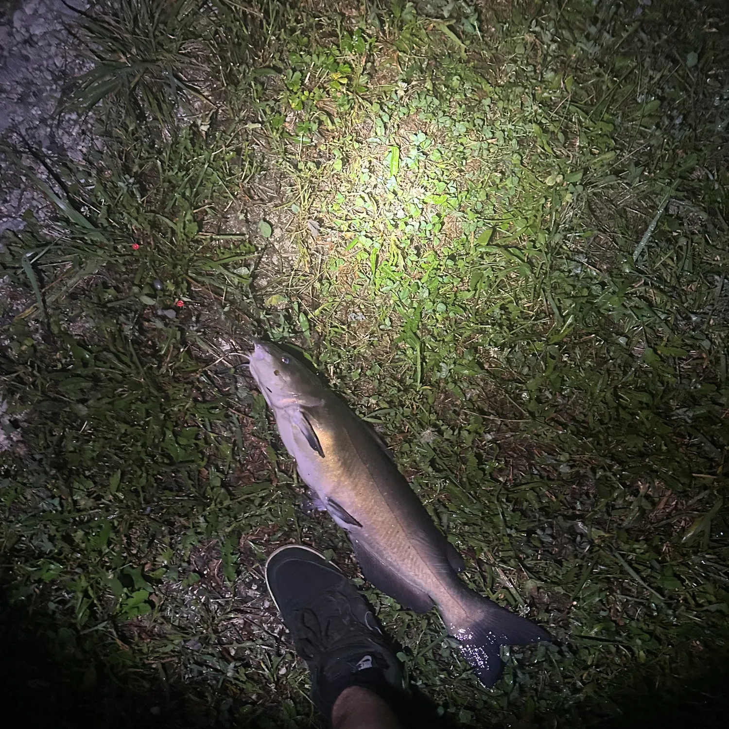 Channel catfish caught on Fishbrain