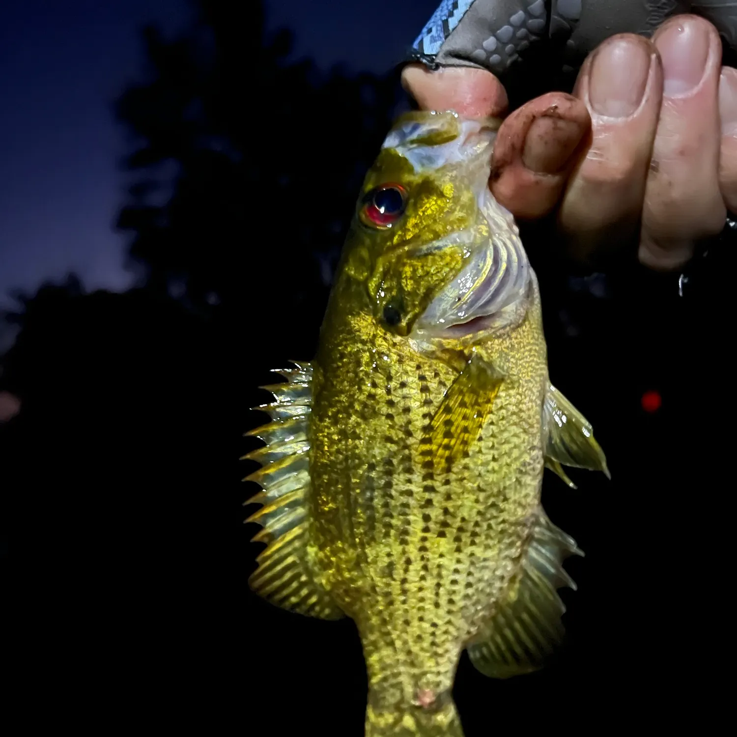 Rock bass caught on Fishbrain