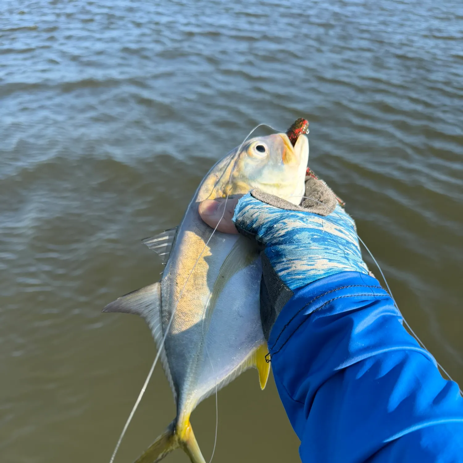 The most recent Crevalle jack catches on Fishbrain