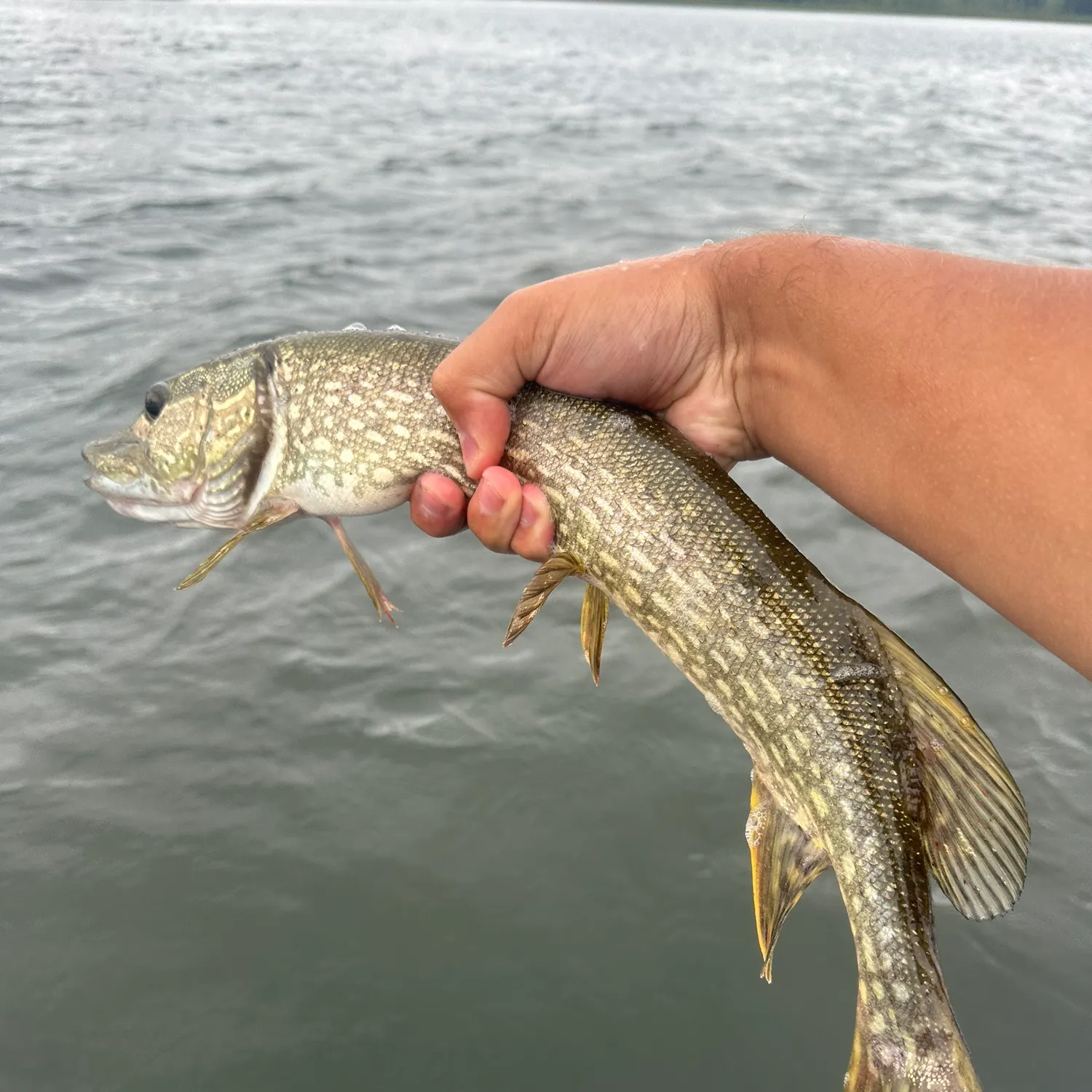 Northern pike caught on Fishbrain