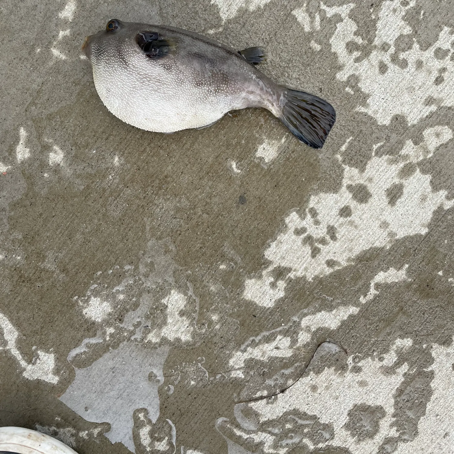 The most recent White-spotted puffer catches on Fishbrain
