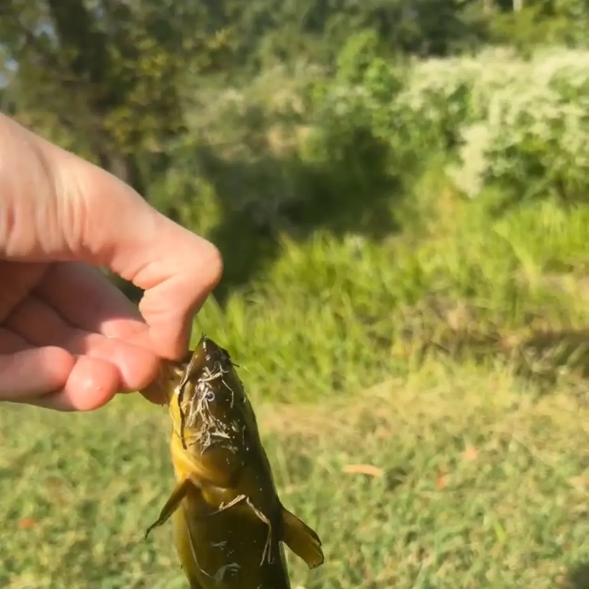 Yellow bullhead caught on Fishbrain