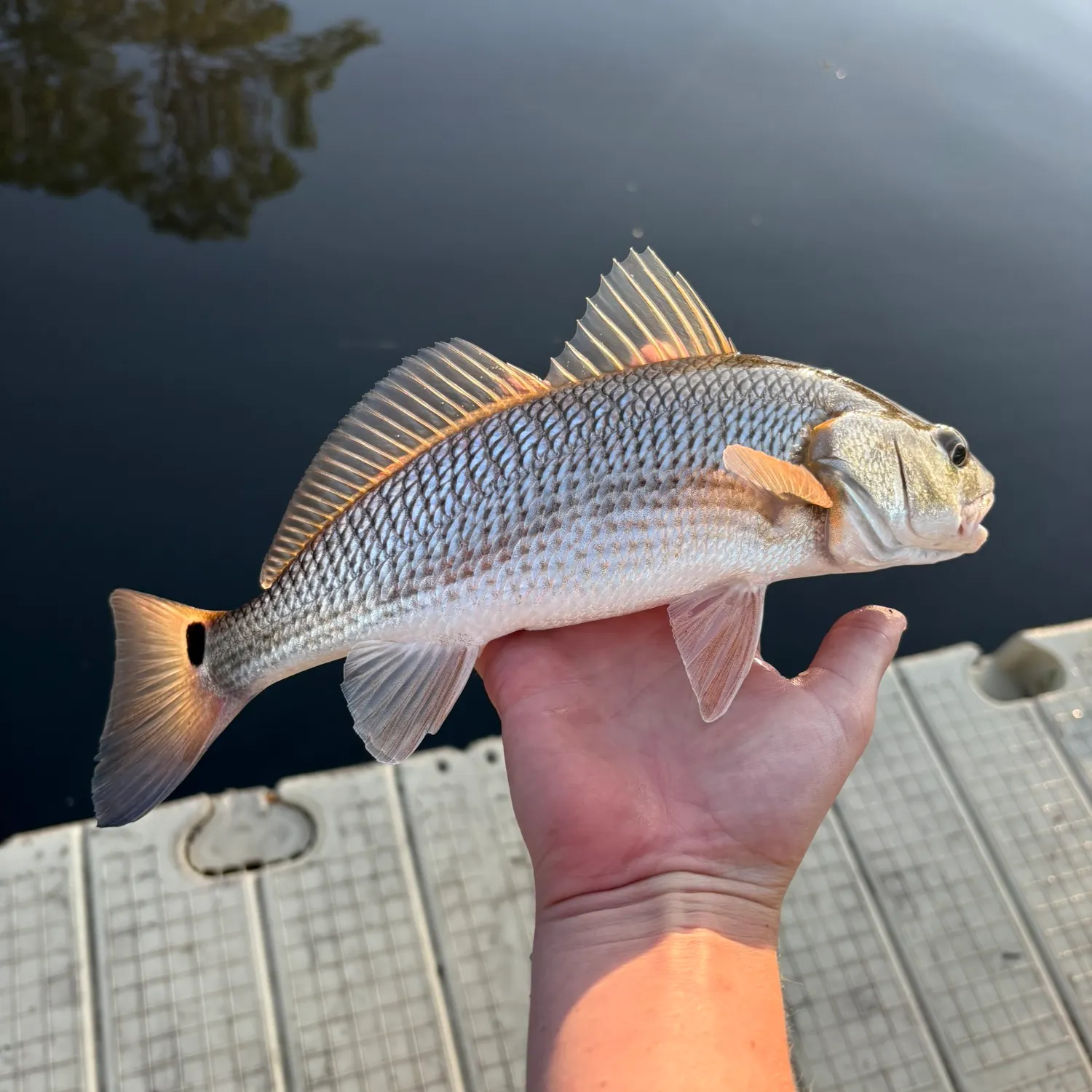 Red drum caught on Fishbrain