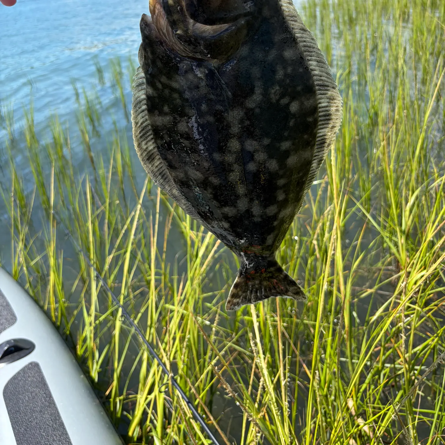Summer flounder caught on Fishbrain