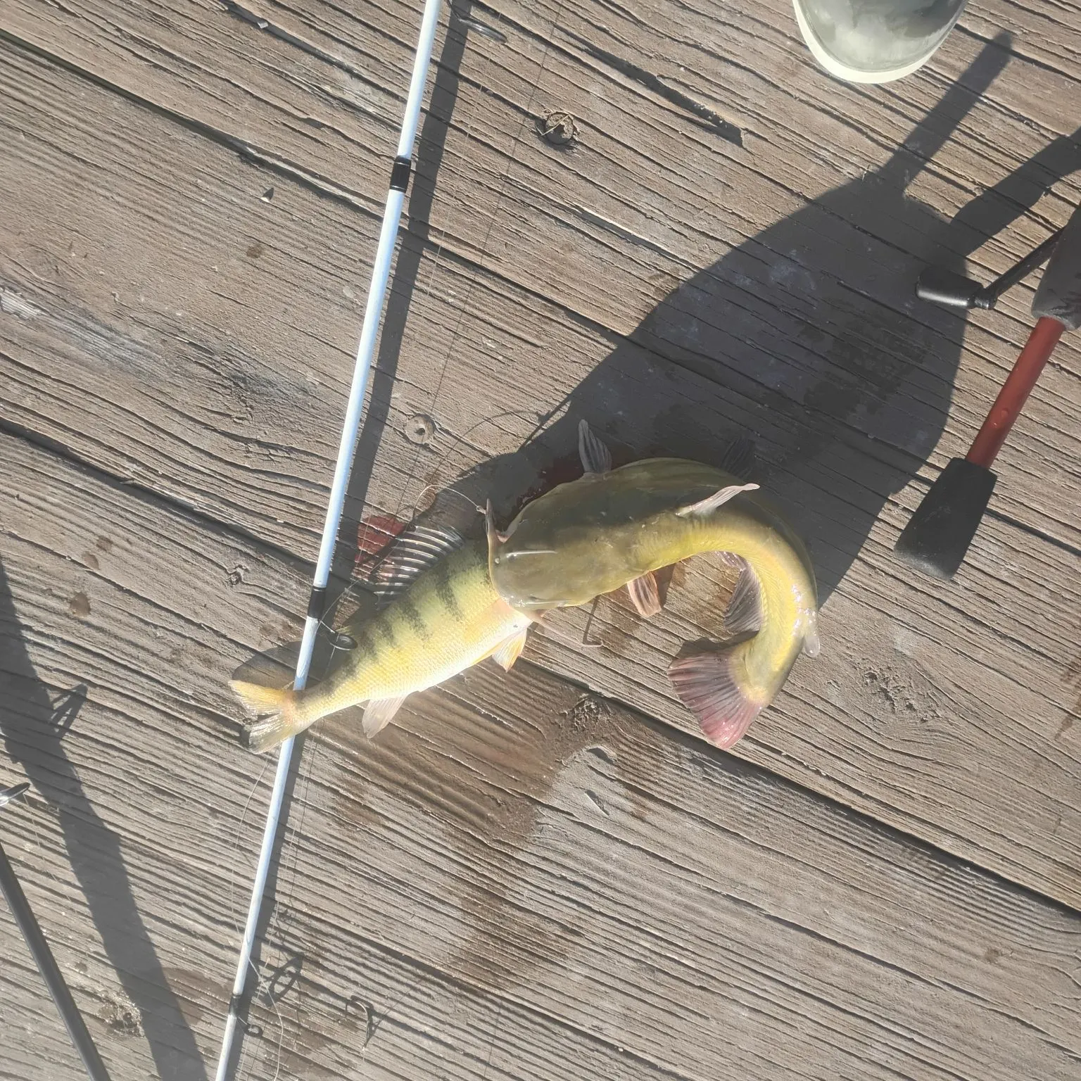 The most recent Yellow bullhead catches on Fishbrain
