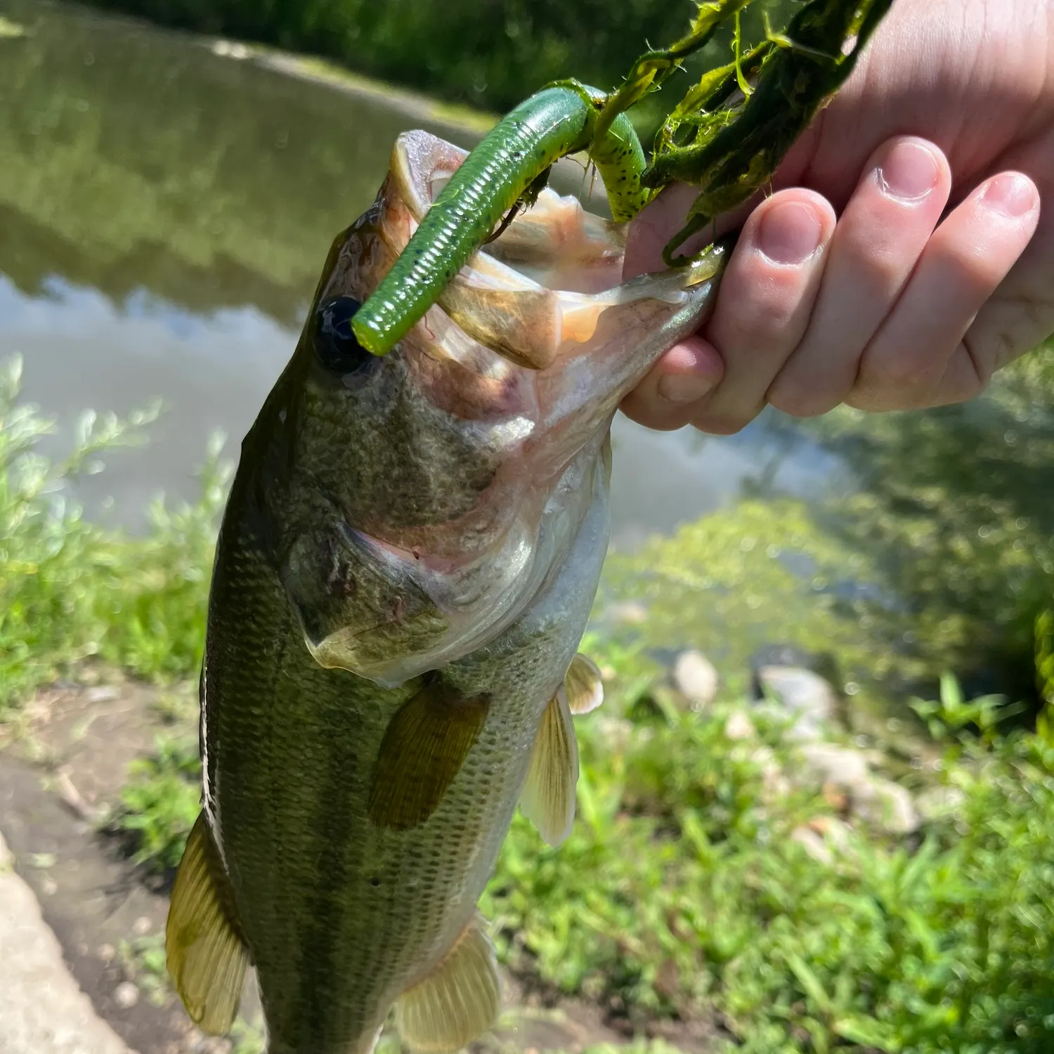Fish caught on Fishbrain