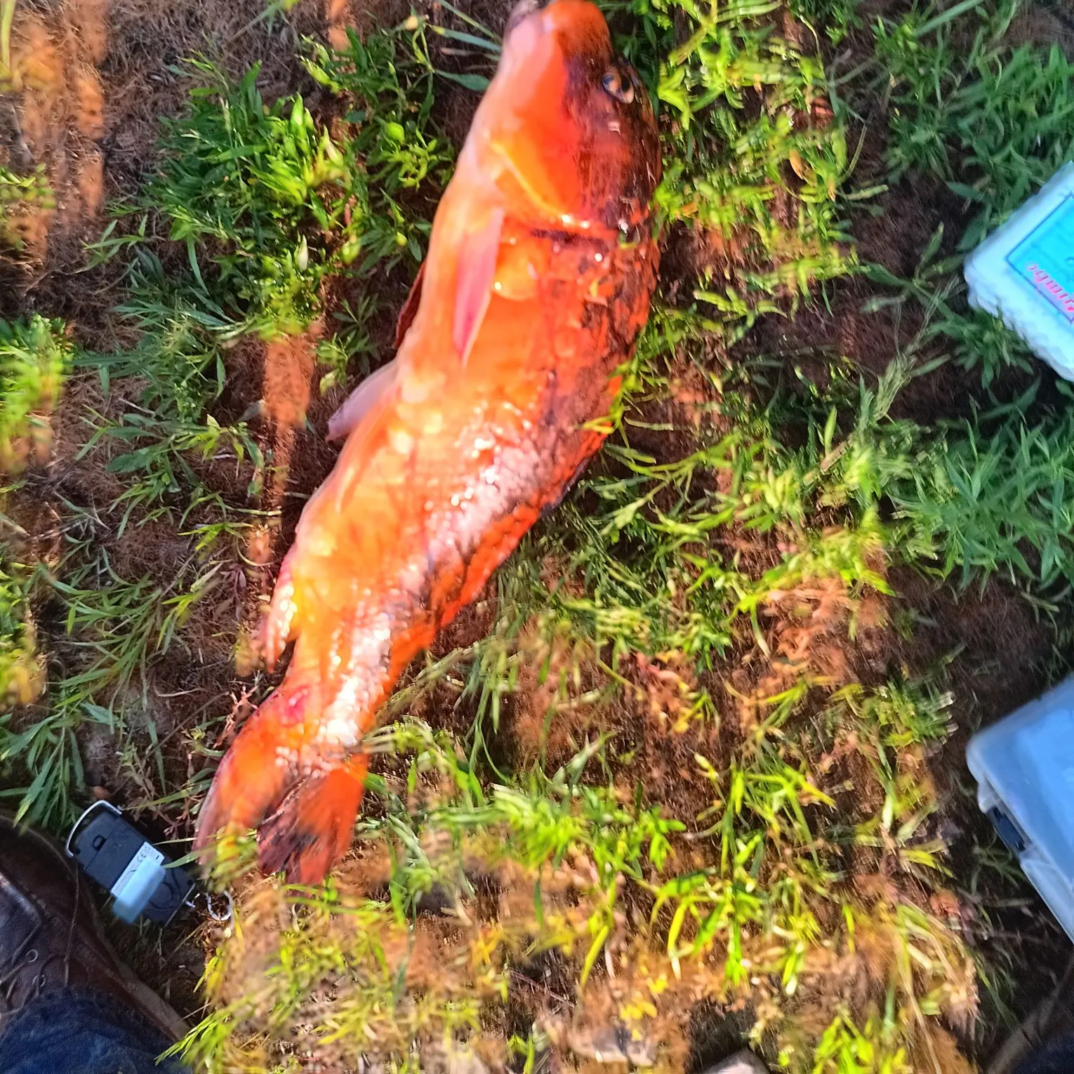 The most recent Koi carp catches on Fishbrain