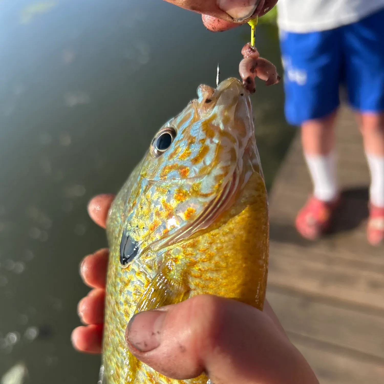Pumpkinseed caught on Fishbrain