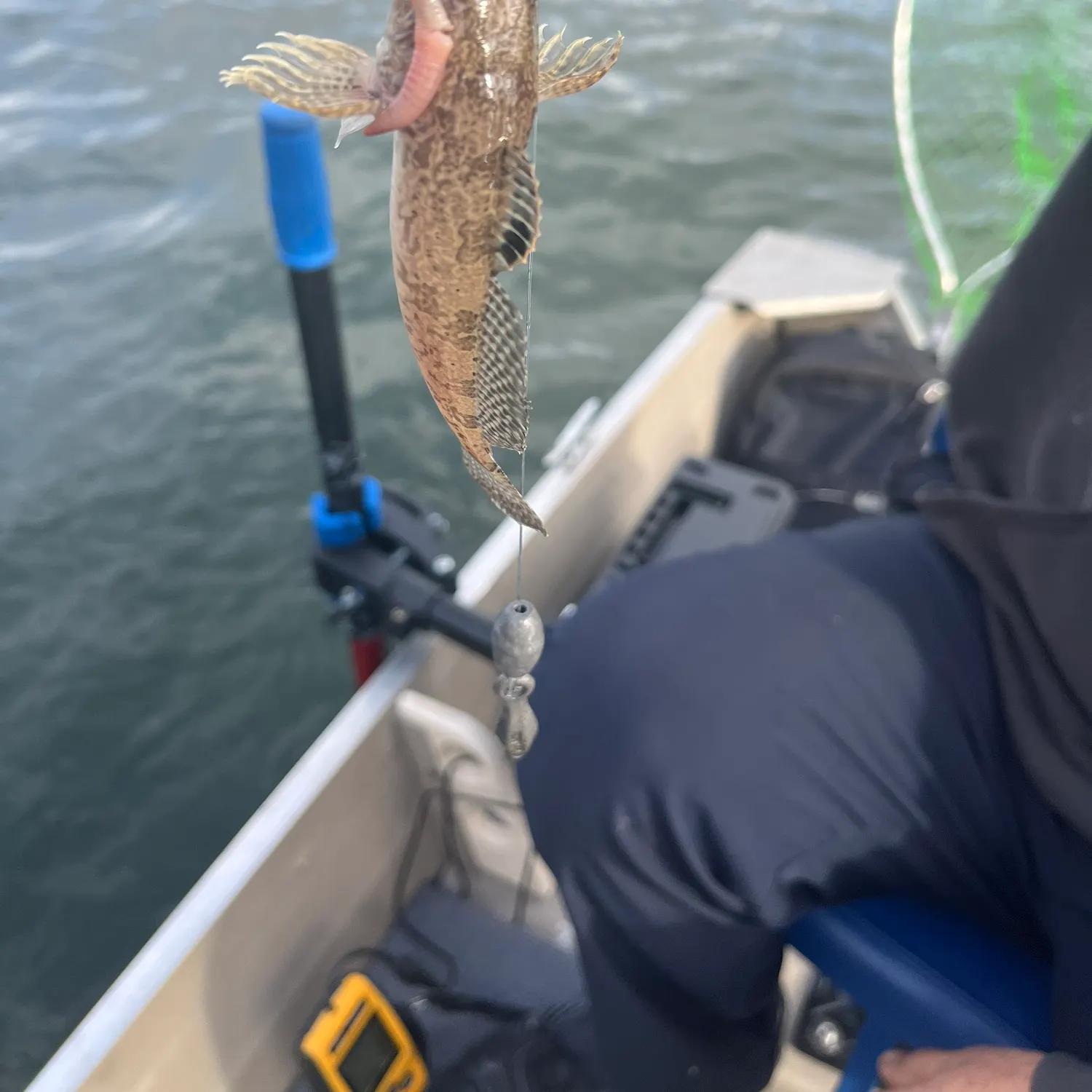 The most recent Mottled sculpin catches on Fishbrain