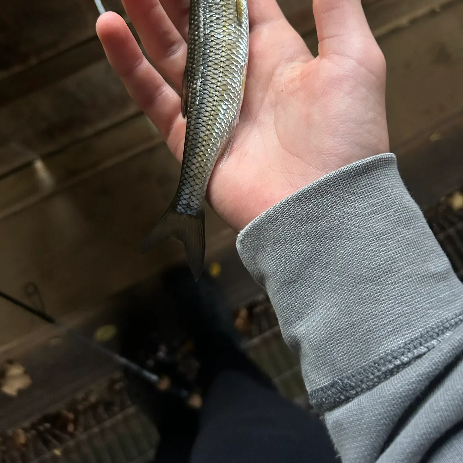 Fallfish caught on Fishbrain