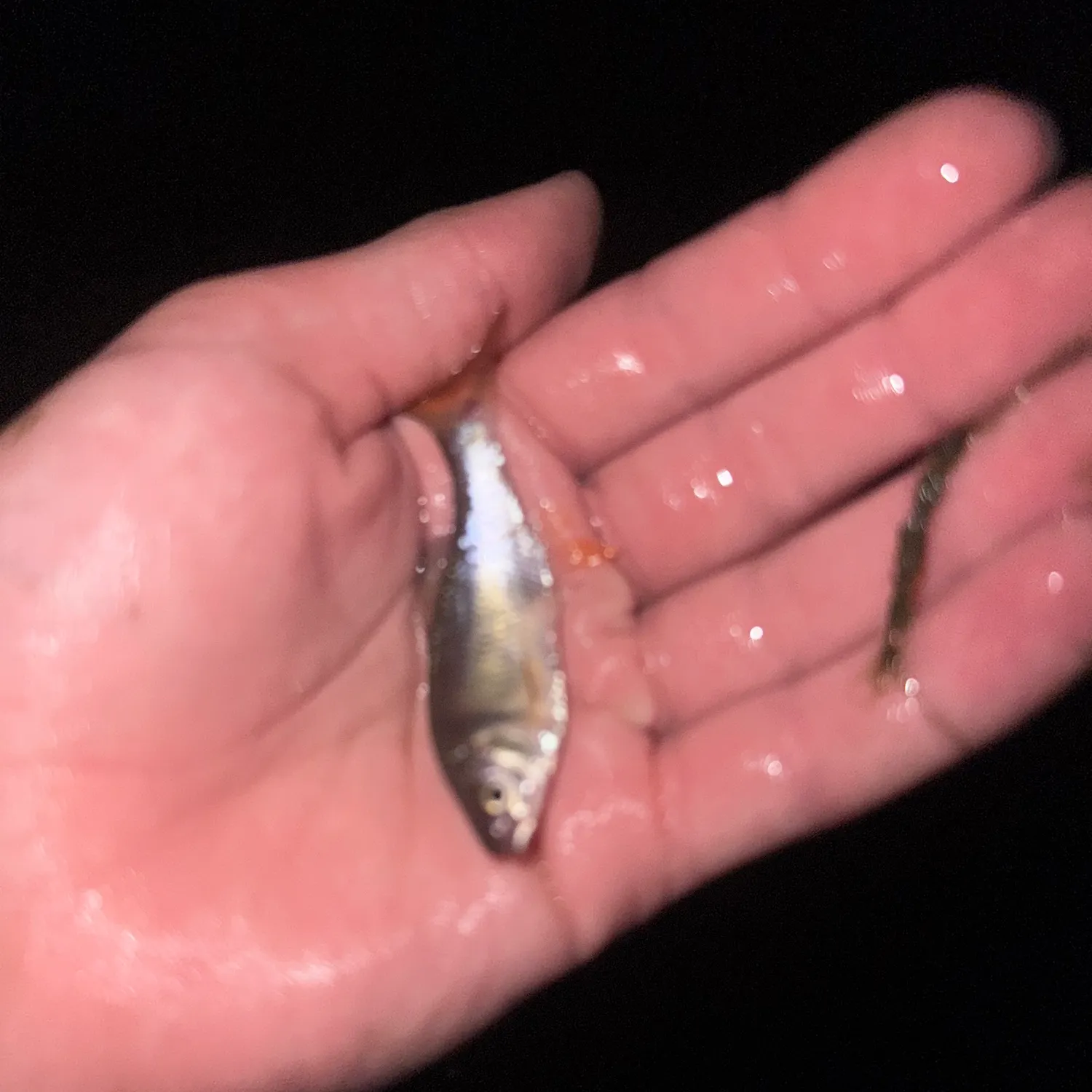 Red shiner caught on Fishbrain