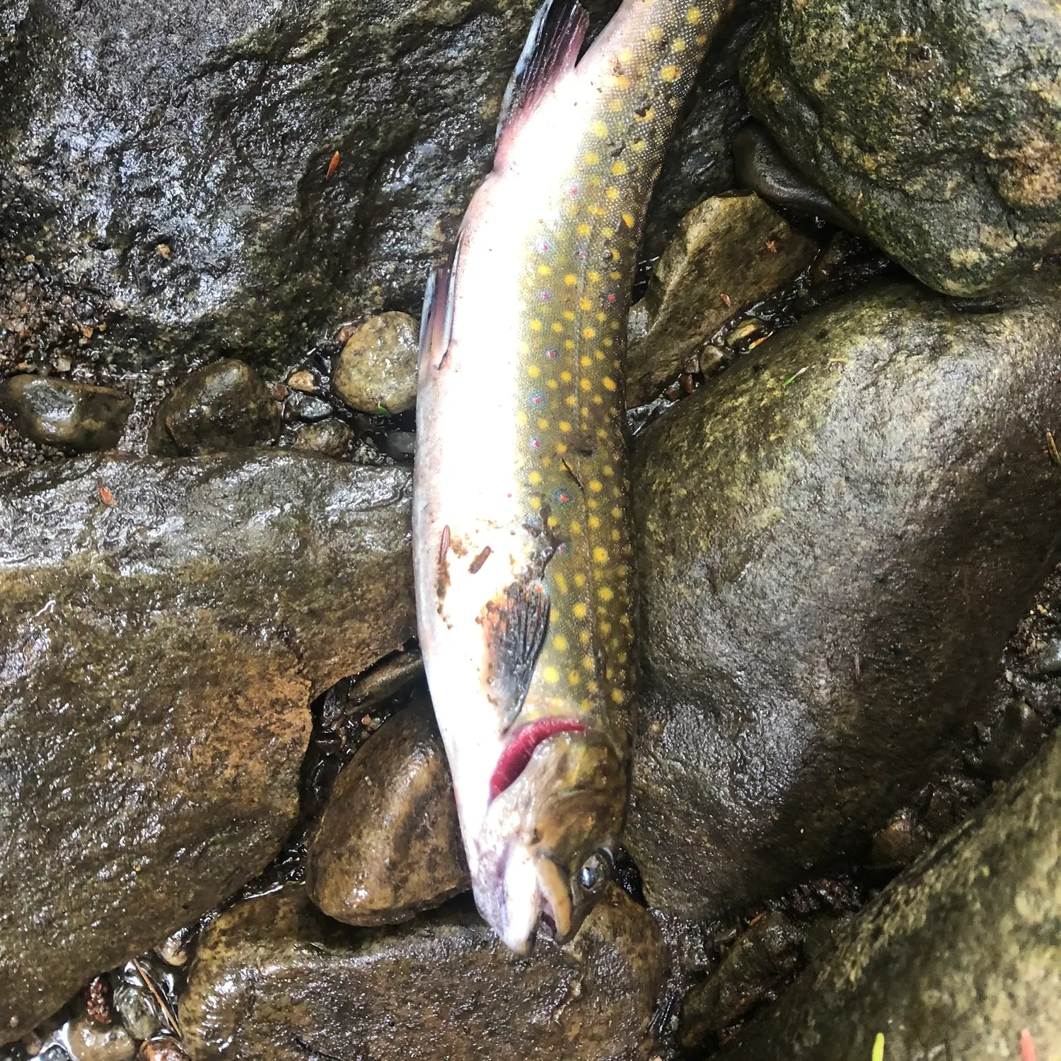 Brook trout caught on Fishbrain