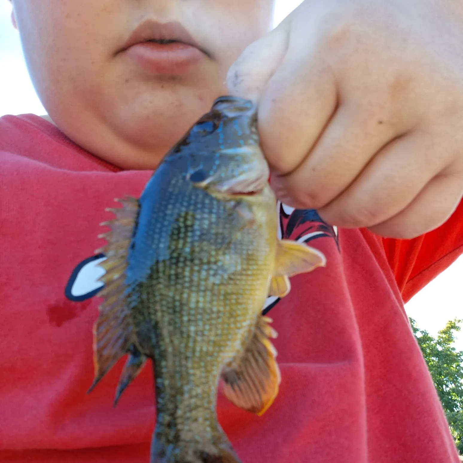 Green sunfish caught on Fishbrain