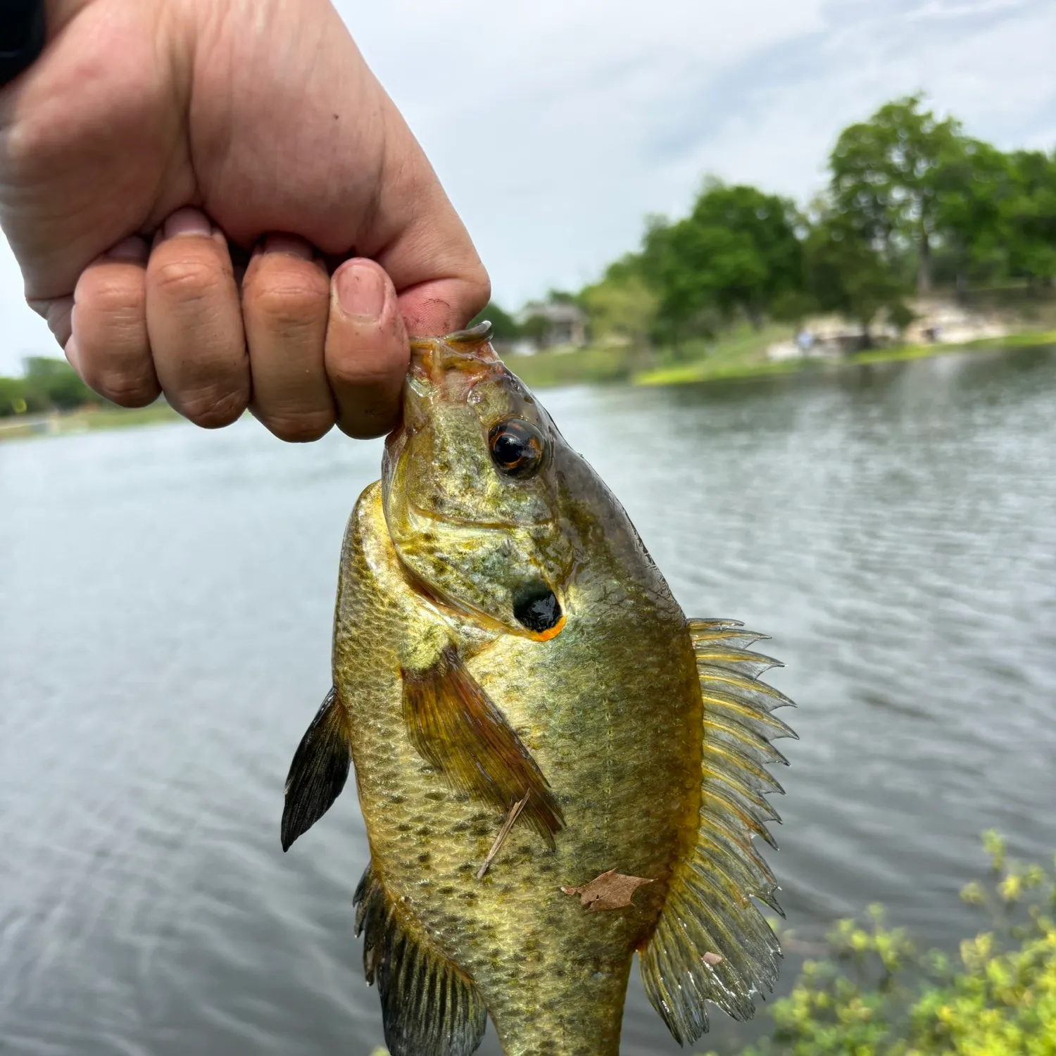 The most recent Redear sunfish catches on Fishbrain
