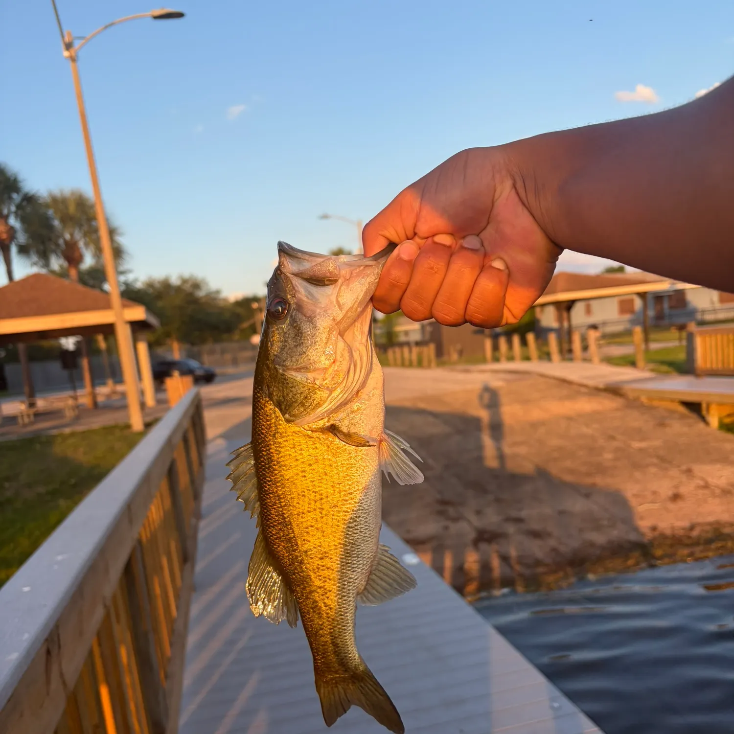 Fish caught on Fishbrain