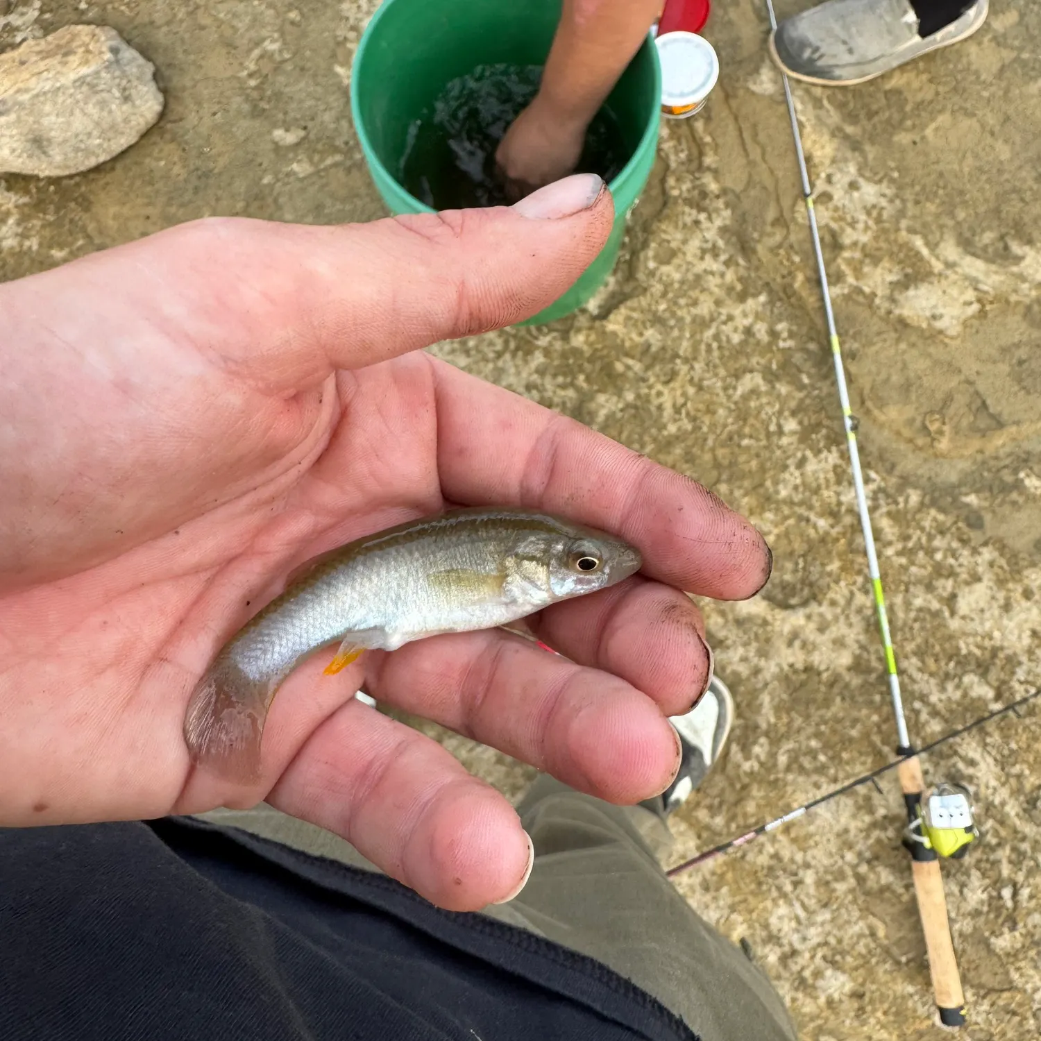 Gulf killifish caught on Fishbrain