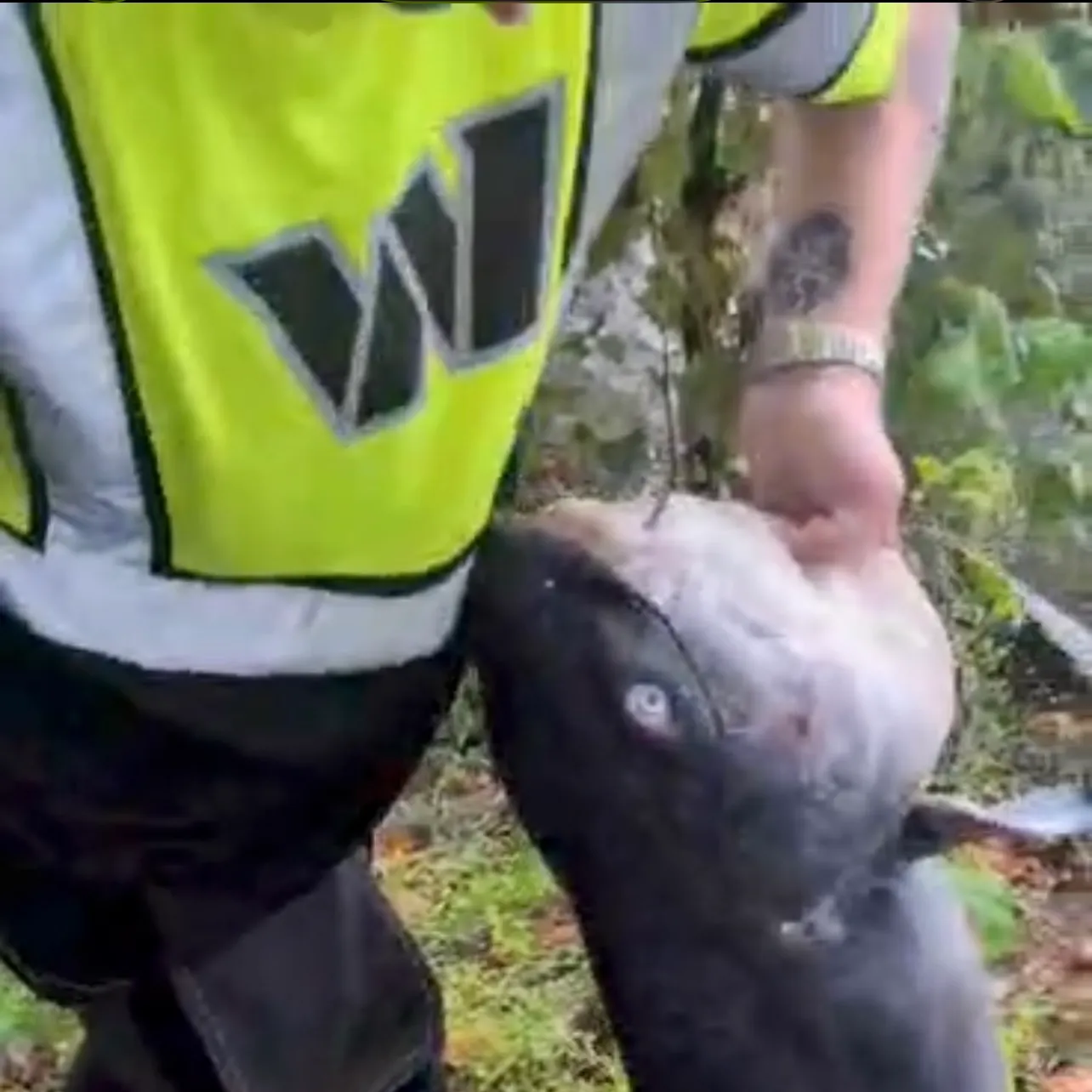 Blue catfish caught on Fishbrain