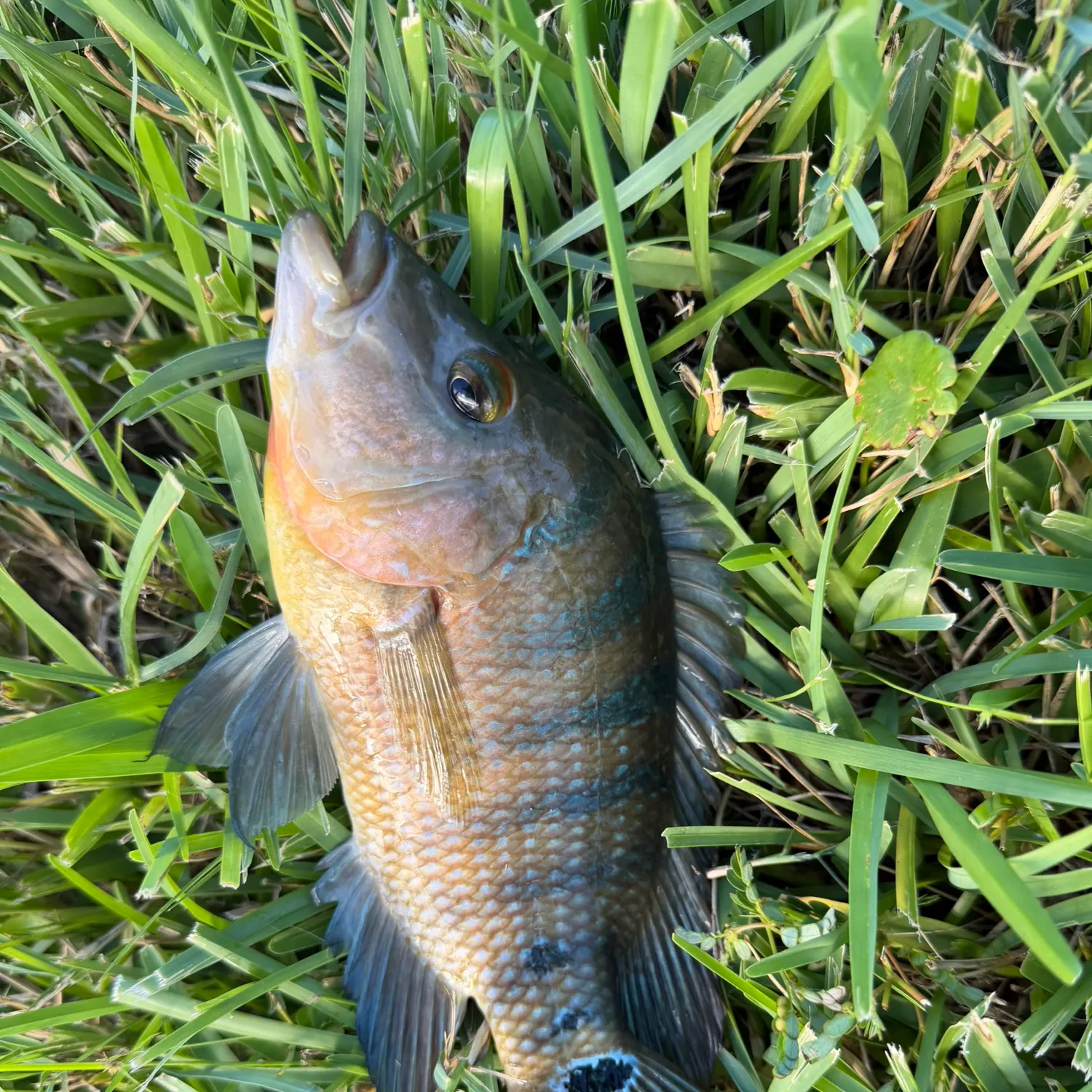 Mayan cichlid caught on Fishbrain