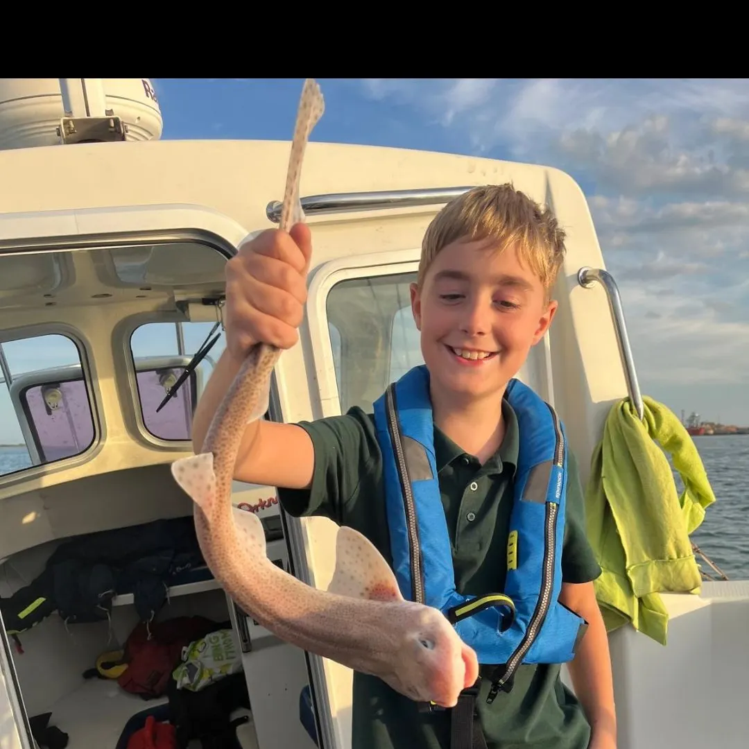 Piked dogfish caught on Fishbrain