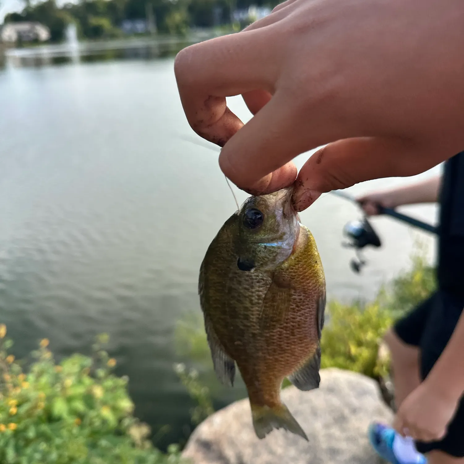 Bluegill caught on Fishbrain