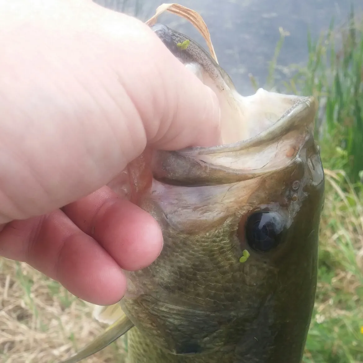 Fish caught on Fishbrain