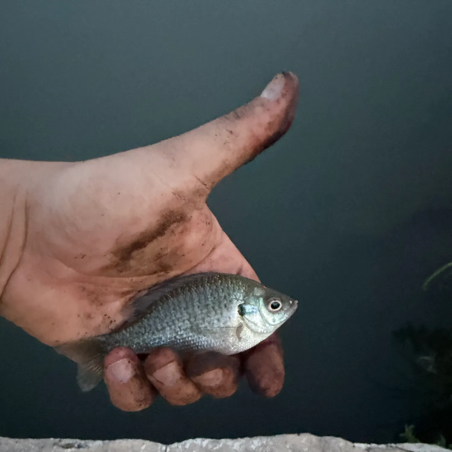 Bluegill caught on Fishbrain