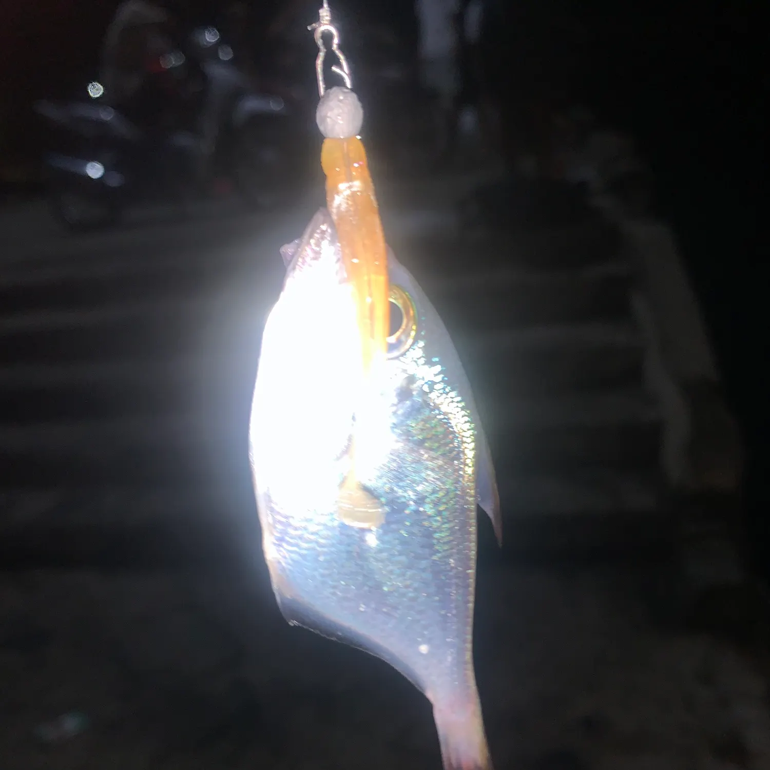 The most recent Pempheris japonica catches on Fishbrain
