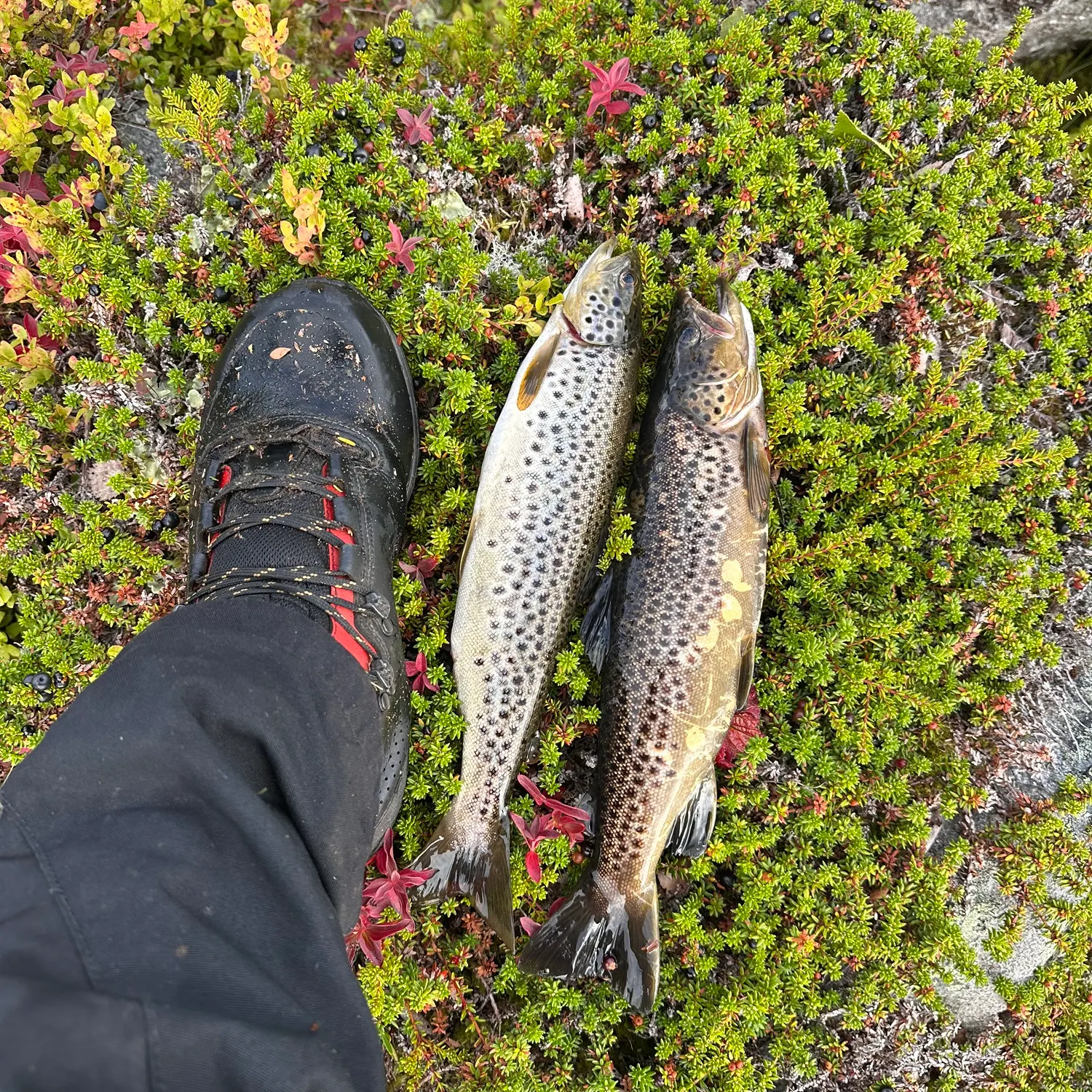 Brown trout caught on Fishbrain