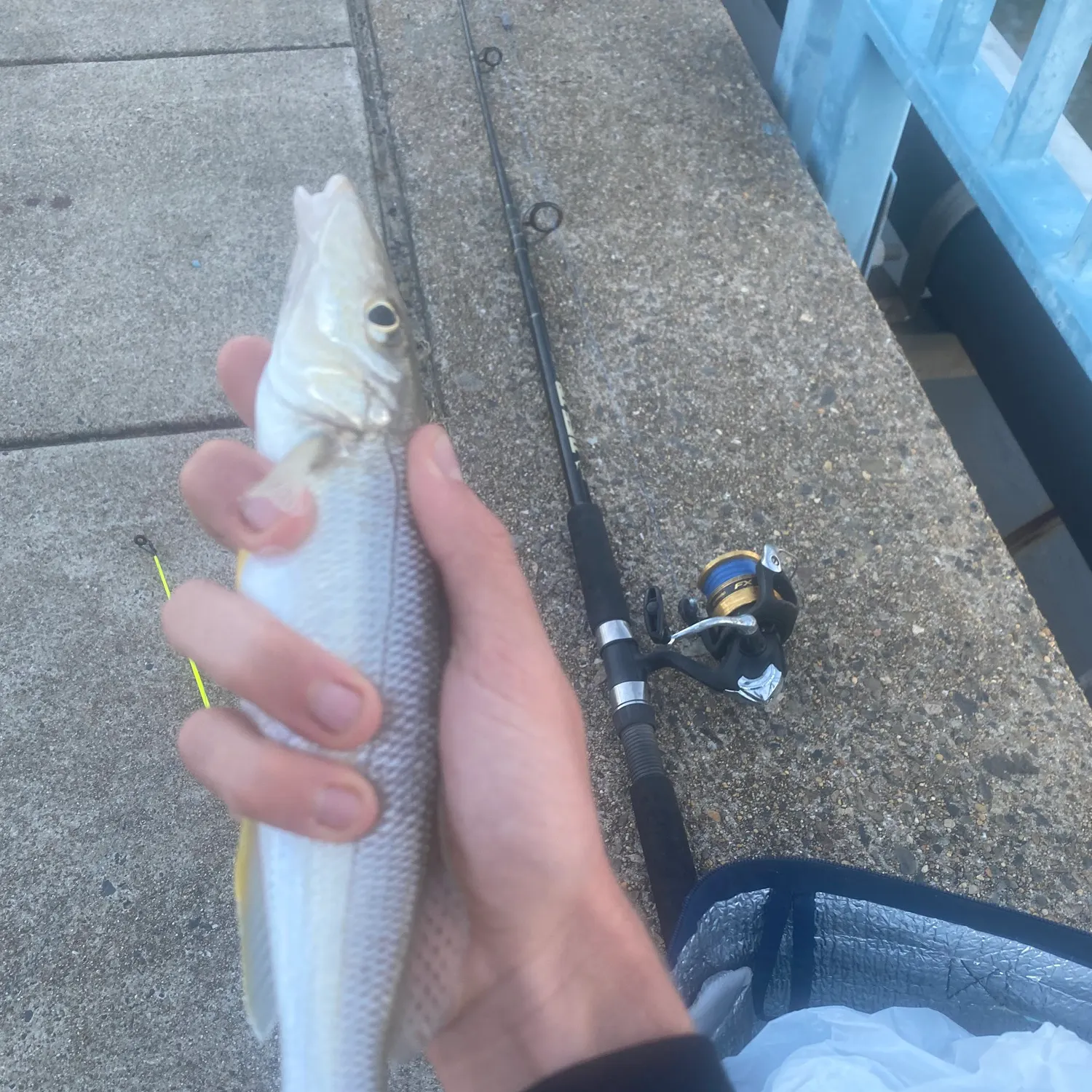 The most recent Sand sillago catches on Fishbrain