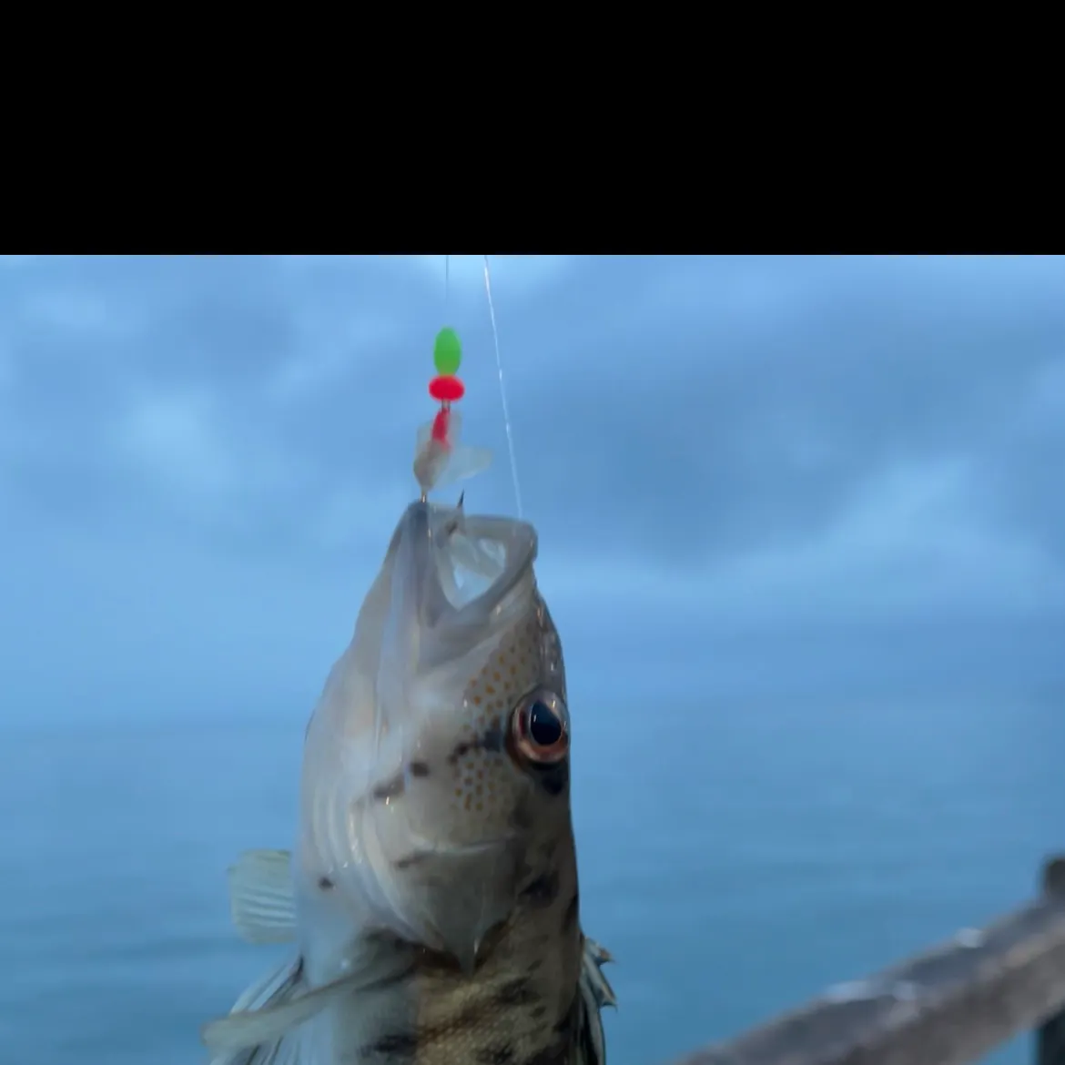 The most recent Barred sand bass catches on Fishbrain