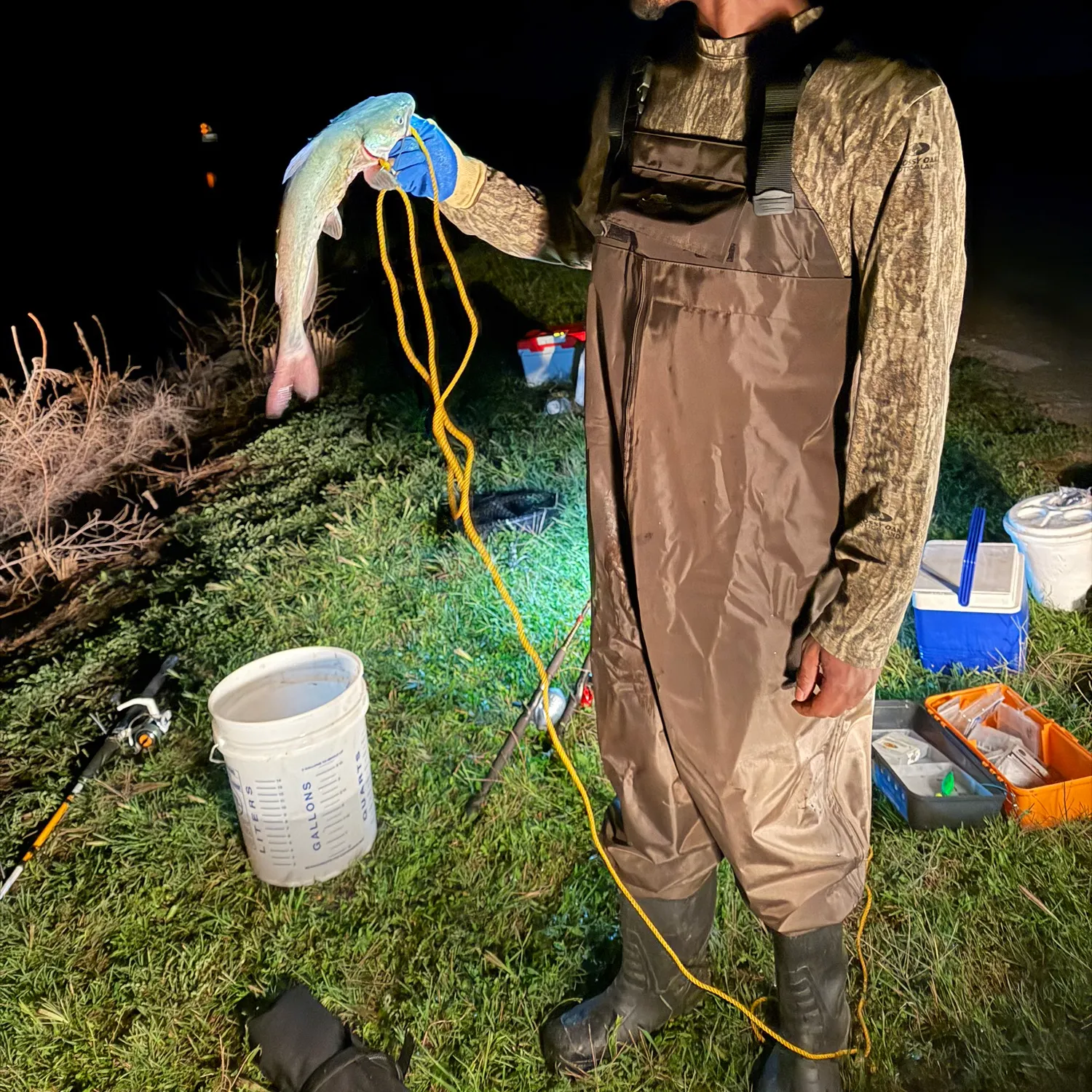 Flathead catfish caught on Fishbrain