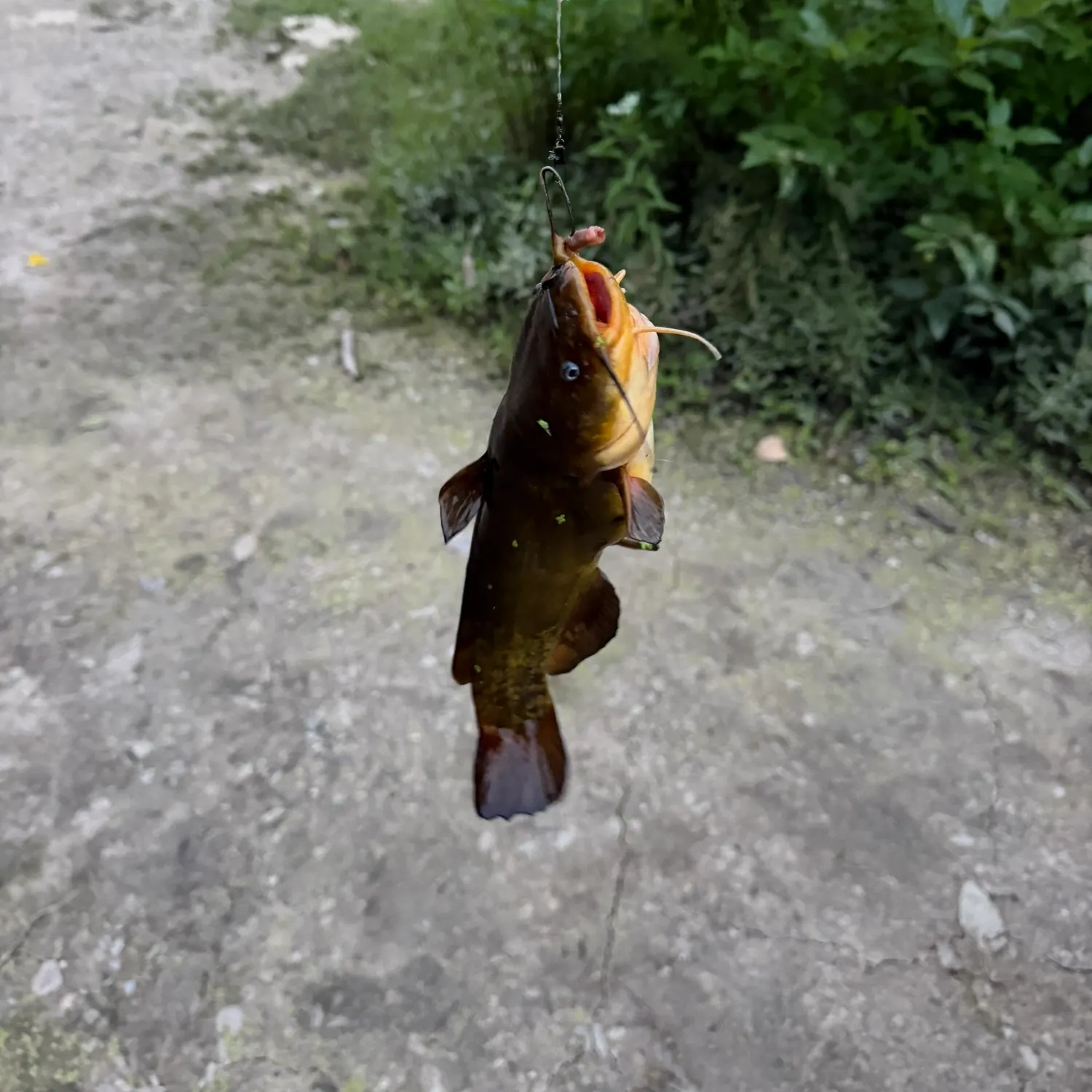 catch