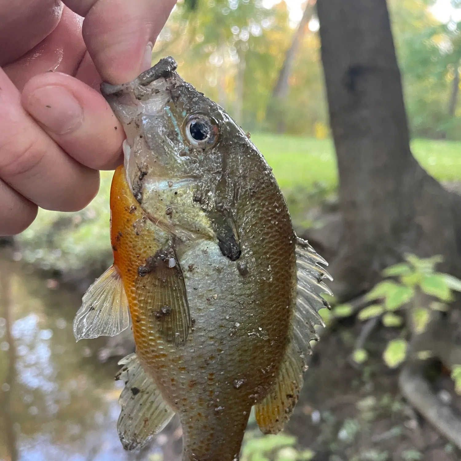 Redbreast sunfish caught on Fishbrain