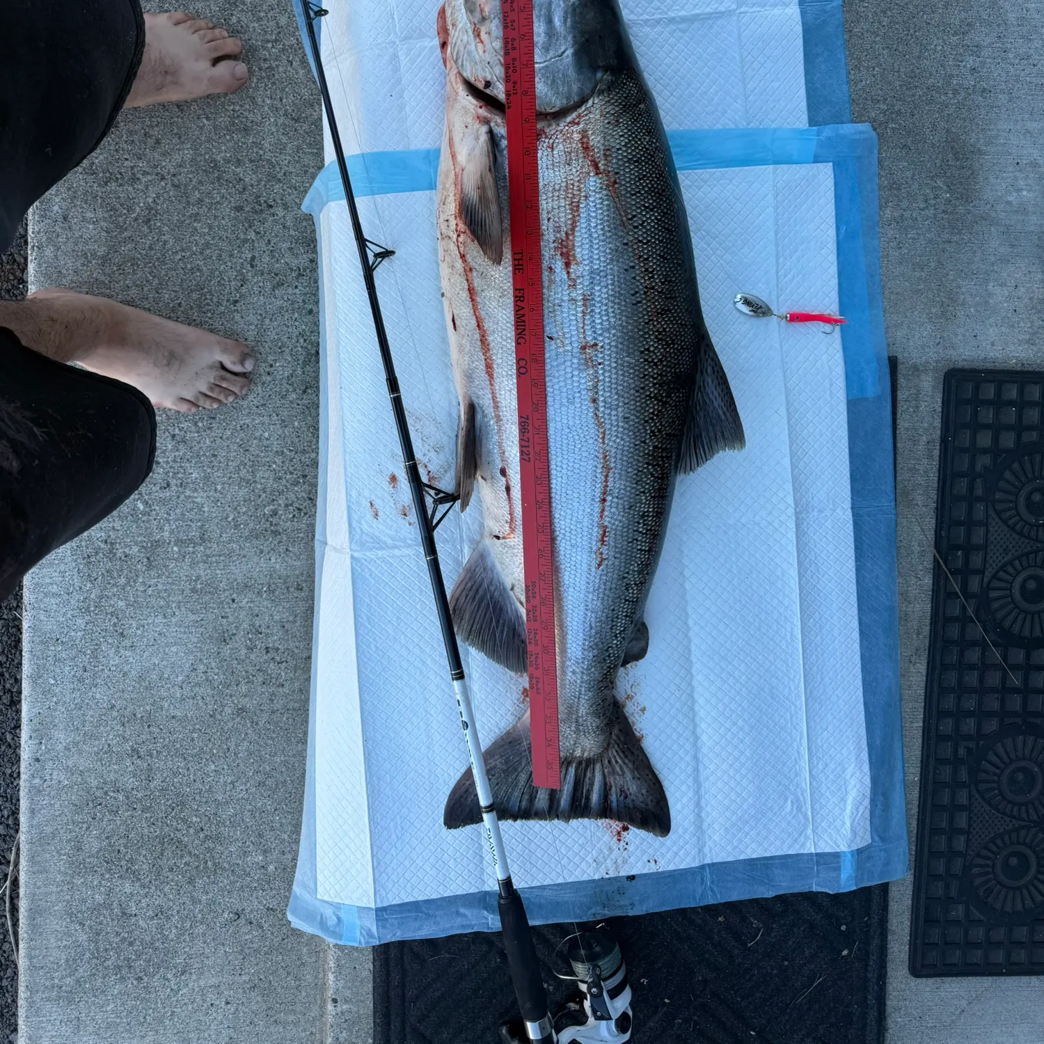 recently logged catches