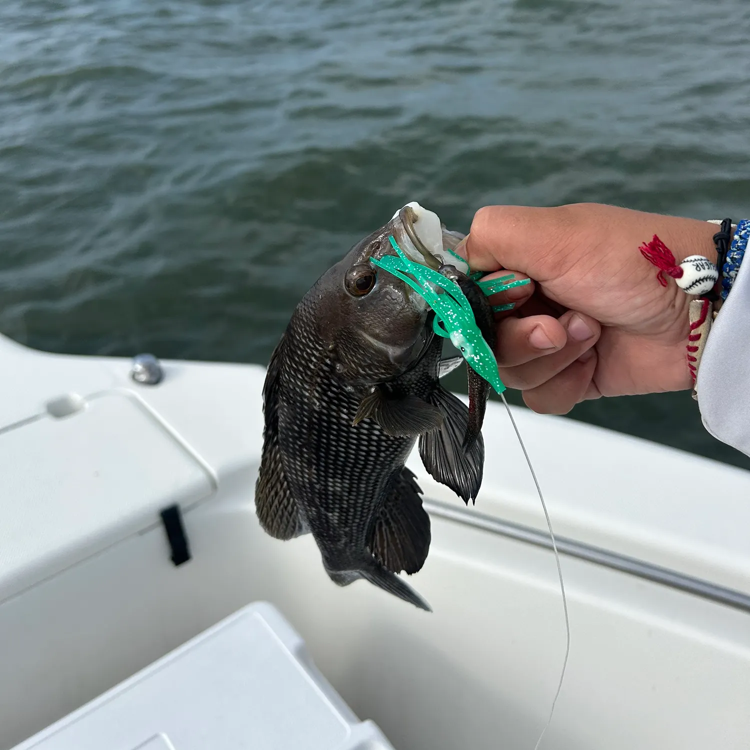 Black sea bass caught on Fishbrain