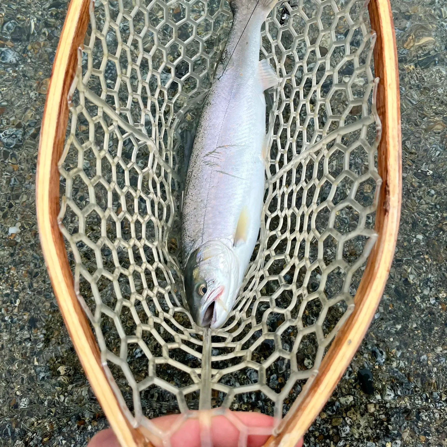 The most recent Dolly varden catches on Fishbrain