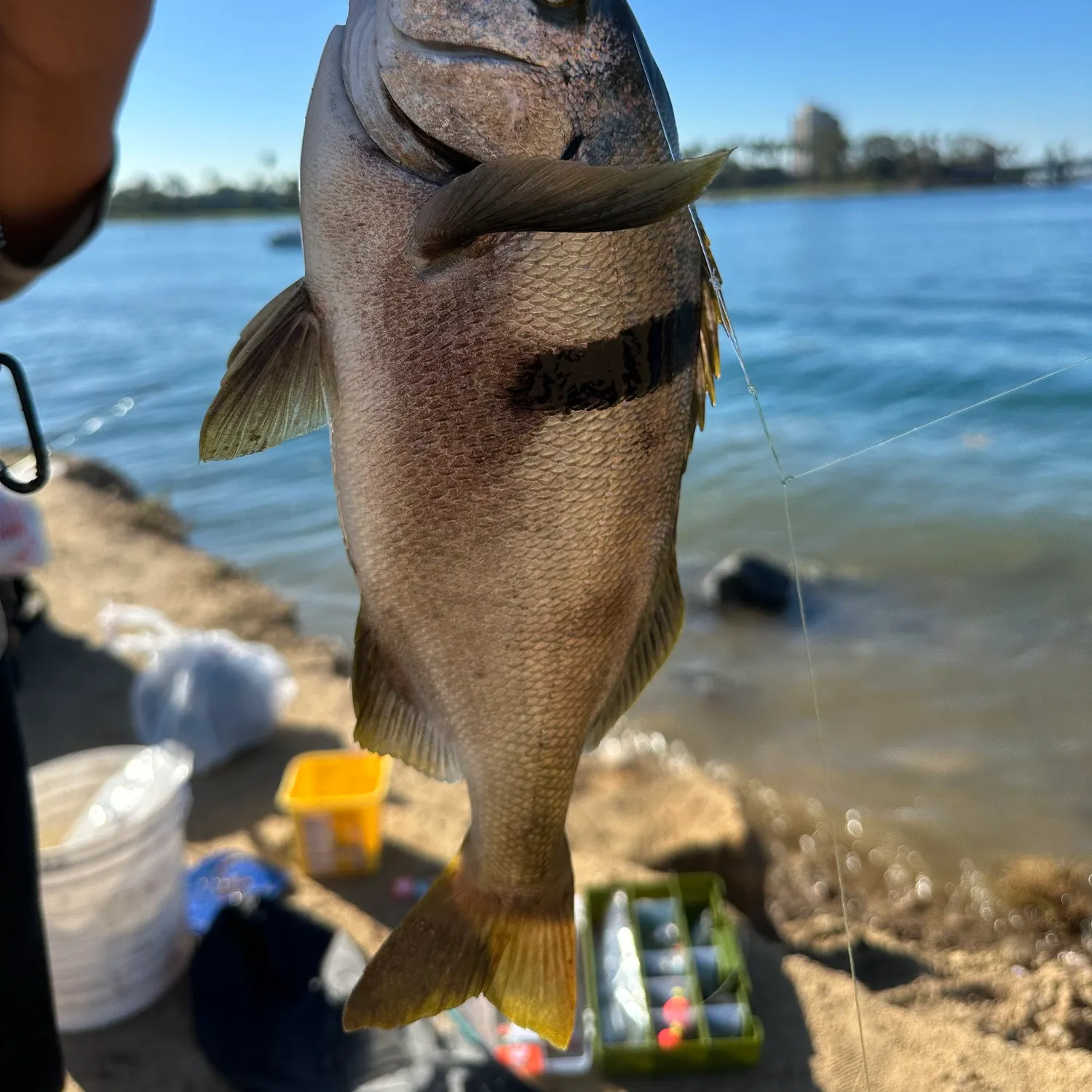 Sargo caught on Fishbrain