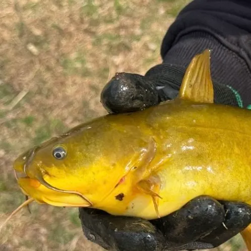 Yellow bullhead caught on Fishbrain