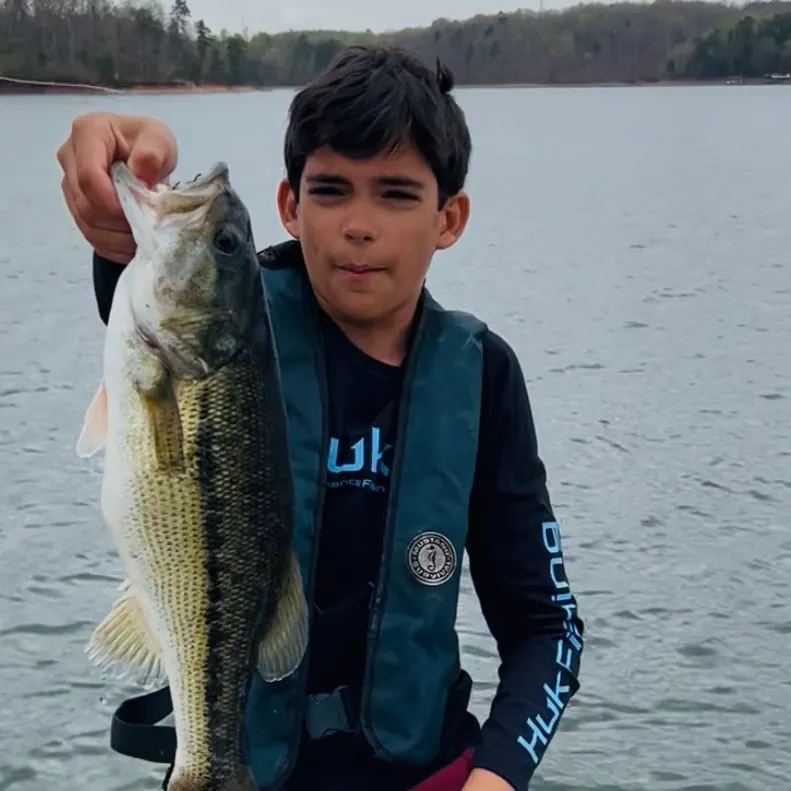 The most recent Alabama bass catches on Fishbrain