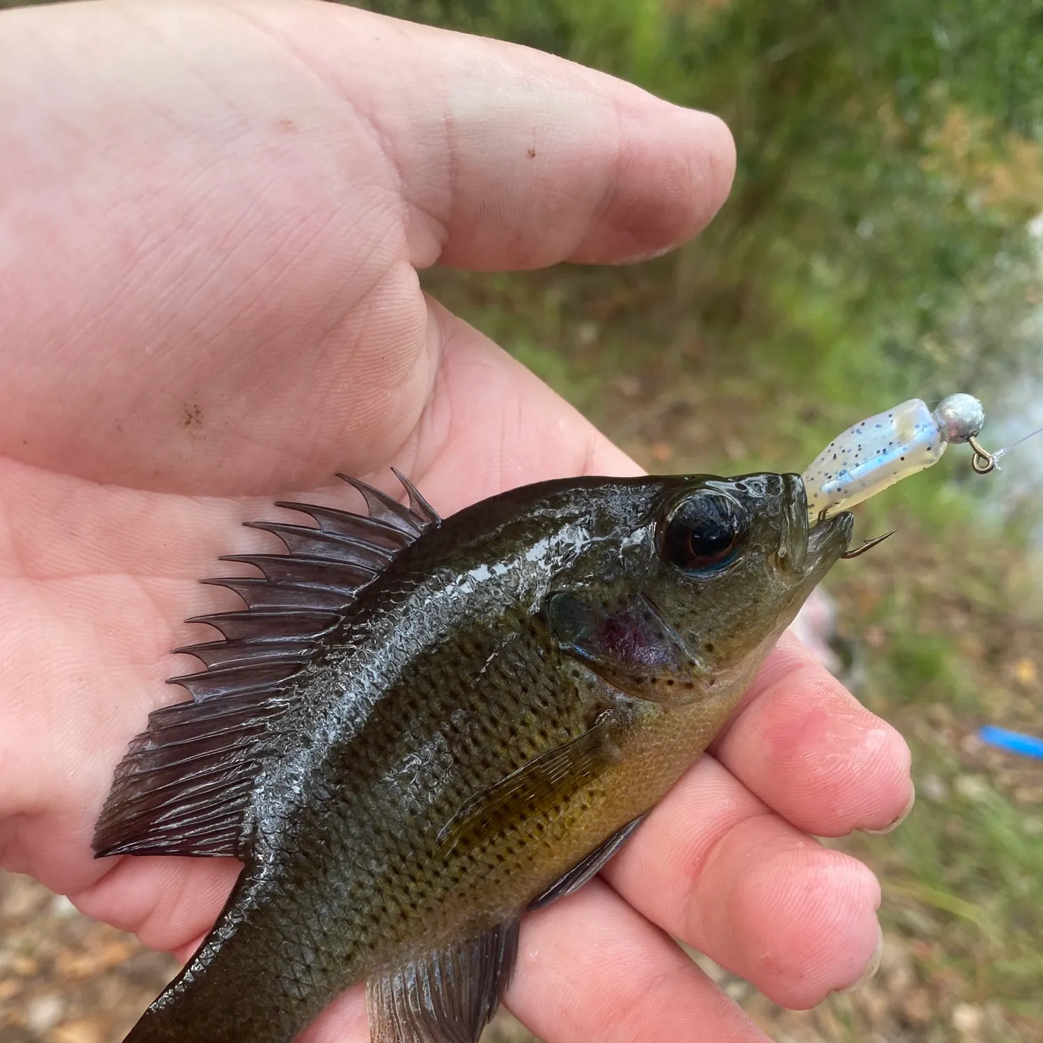 The most recent Spotted sunfish catches on Fishbrain