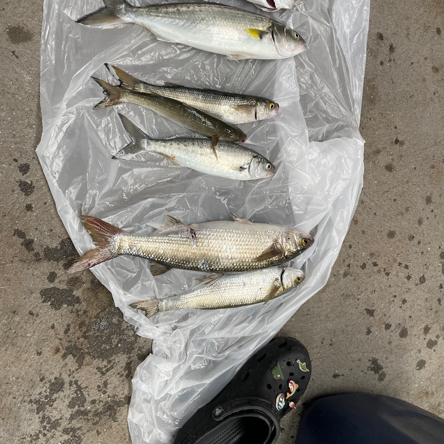 The most recent Yellow-eye mullet catches on Fishbrain