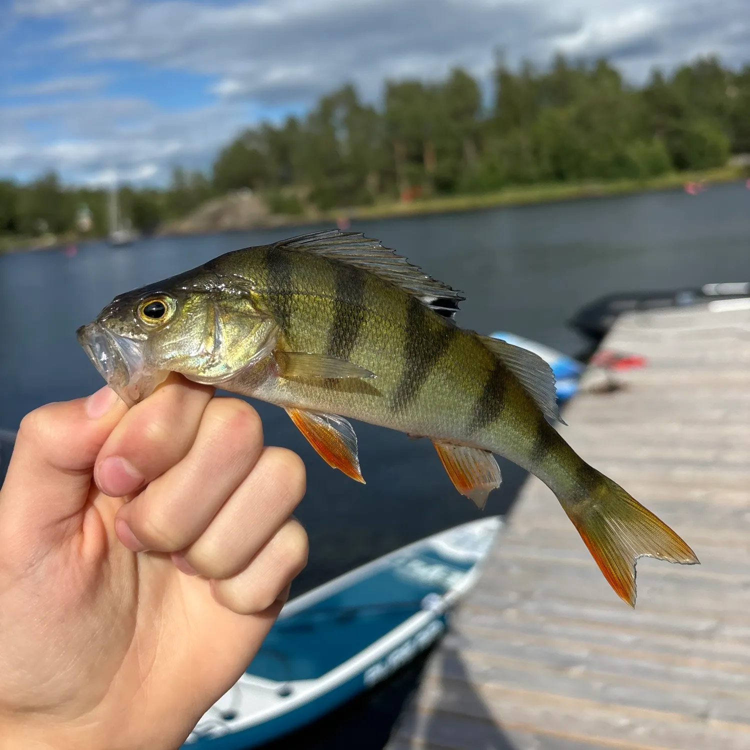 European perch caught on Fishbrain