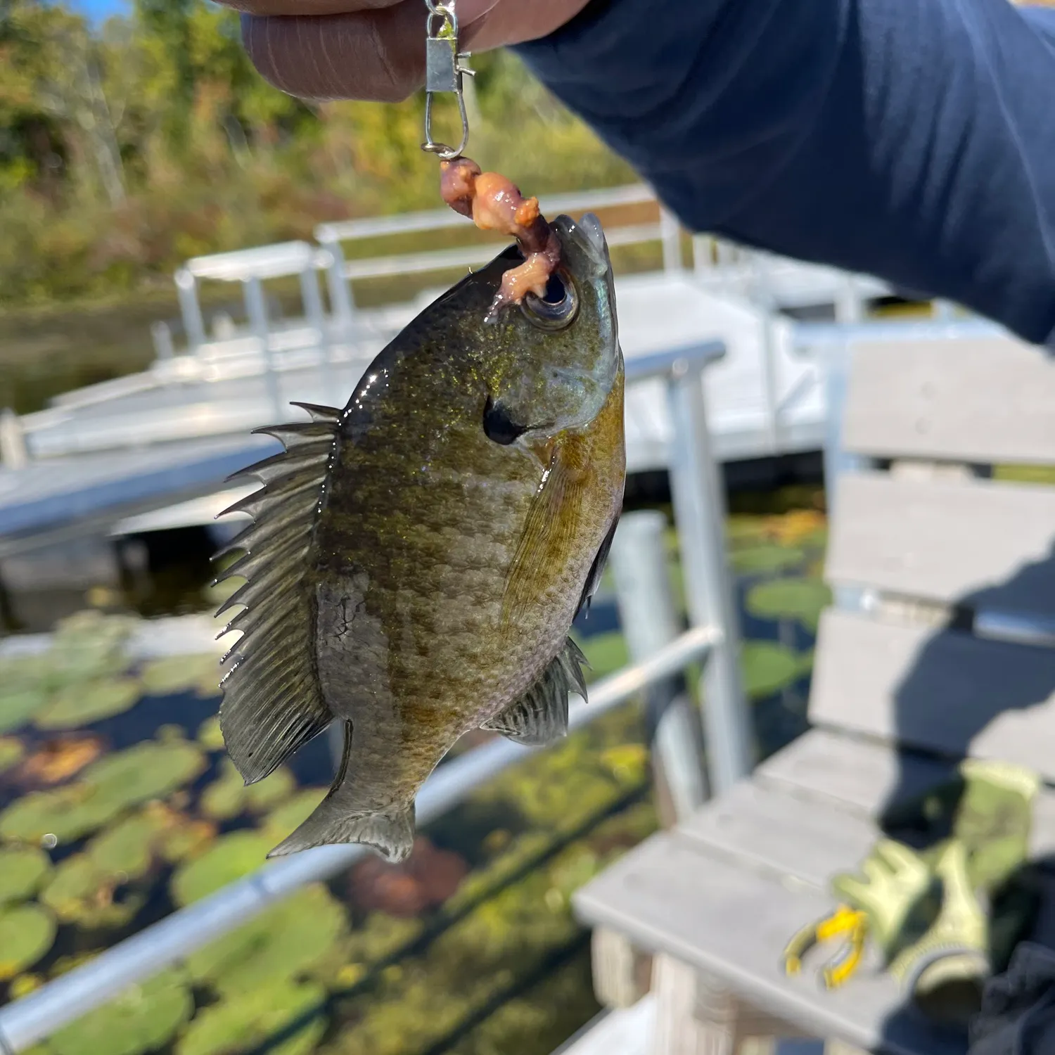 Bluegill caught on Fishbrain