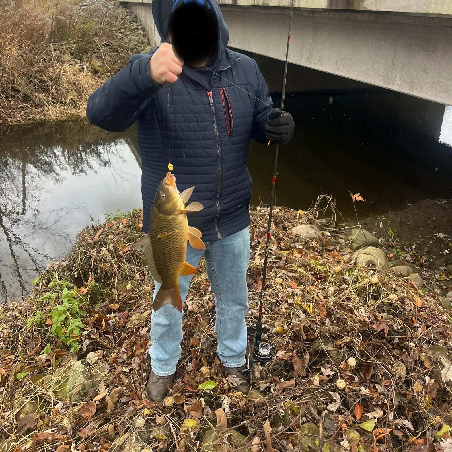 The most recent Common carp catches on Fishbrain