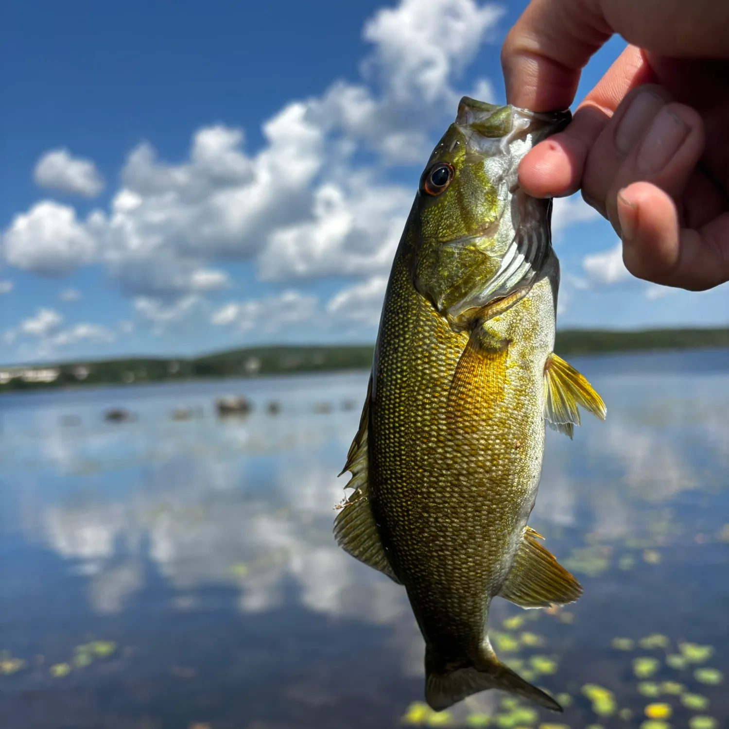 Smallmouth bass caught on Fishbrain