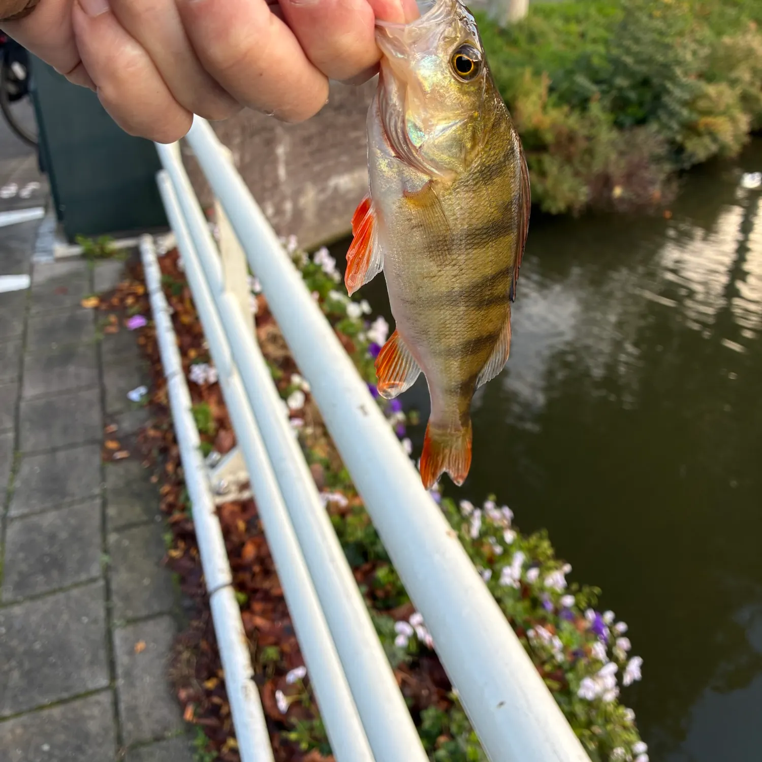 European perch caught on Fishbrain