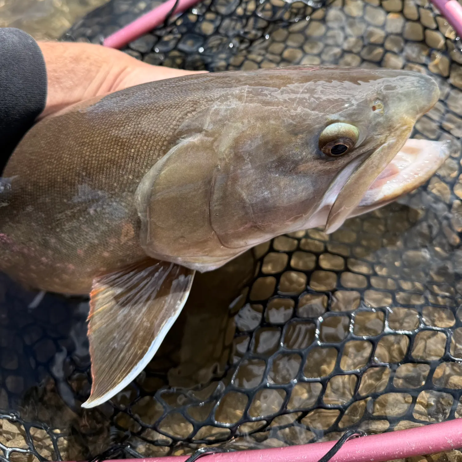 The most recent Bull trout catches on Fishbrain