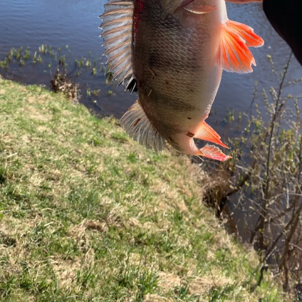 European perch caught on Fishbrain