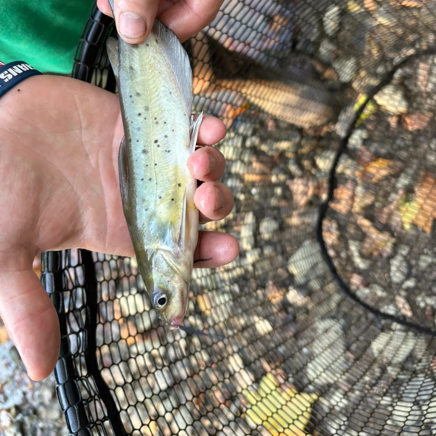 Channel catfish caught on Fishbrain