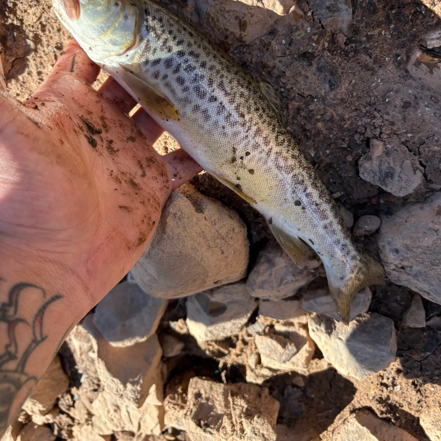 Tiger trout caught on Fishbrain